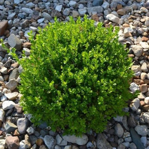 Winter Gem Boxwood - Image 2