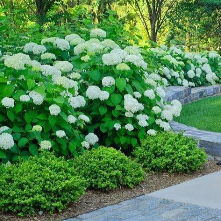 Winter Gem Boxwood - Image 3