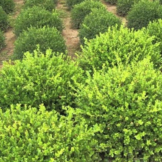 Winter Gem Boxwood - Image 4