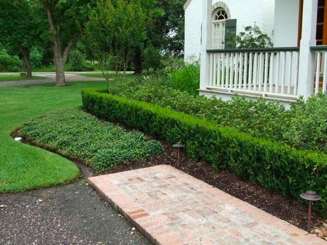 Wintergreen Boxwood - Image 2
