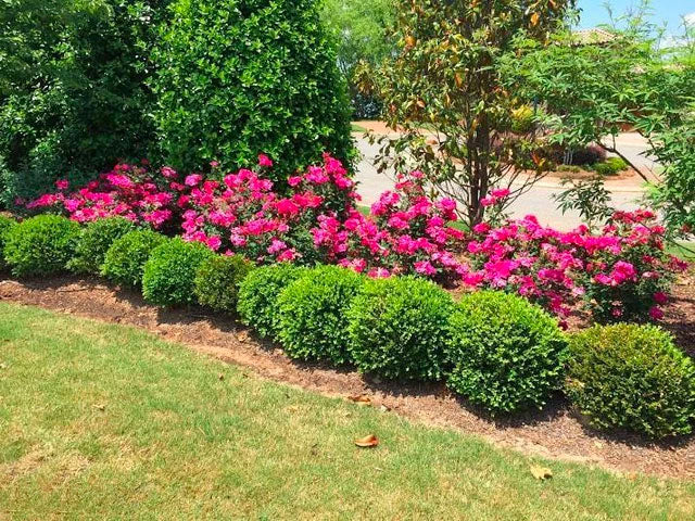 Wintergreen Boxwood - Image 3
