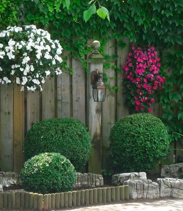 Wintergreen Boxwood - Image 4
