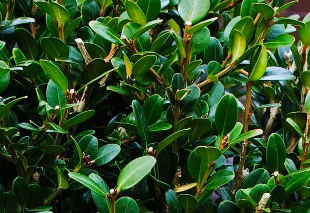 Wintergreen Boxwood - Image 5