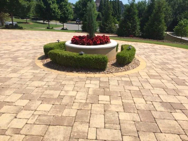 Wintergreen Boxwood - Image 6