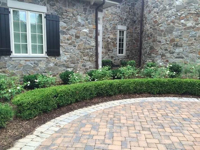 Wintergreen Boxwood - Image 7