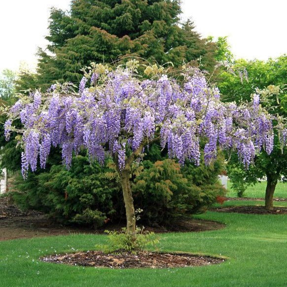 Wisteria Tree - Image 2