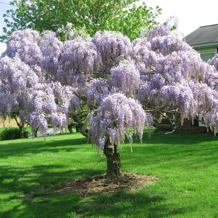 Wisteria Tree - Image 3