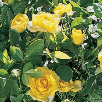 Yellow Sunblaze® Miniature Rose Tree - Image 3