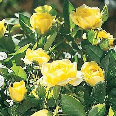 Yellow Sunblaze® Miniature Rose Tree - Image 4