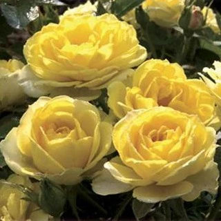 Yellow Sunblaze® Miniature Rose Tree - Image 5