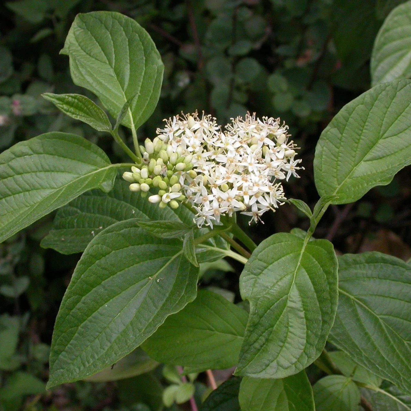 Yellow Twig Dogwood - Image 2