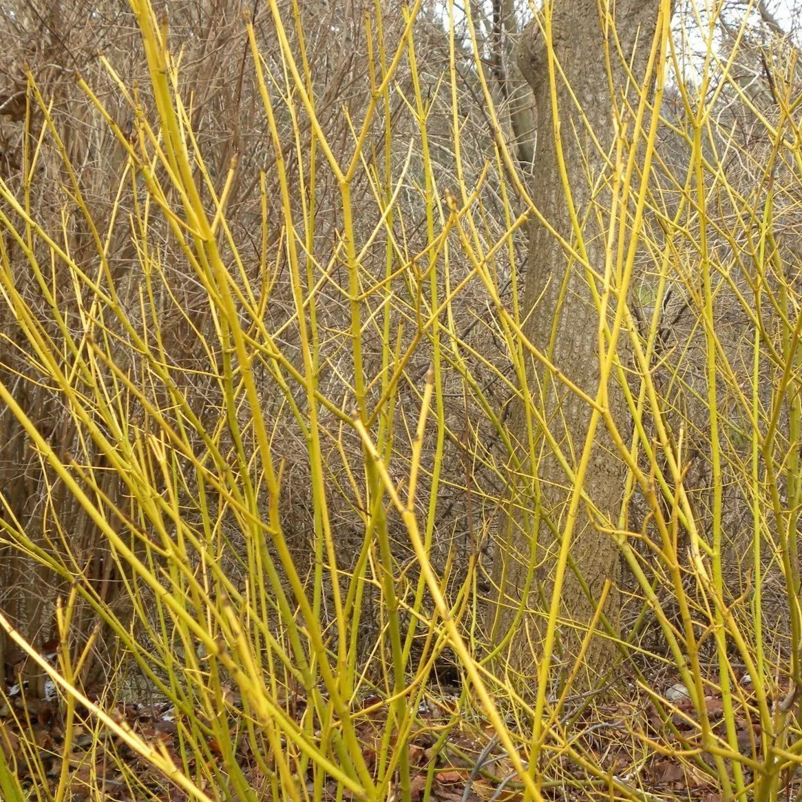 Yellow Twig Dogwood - Image 5
