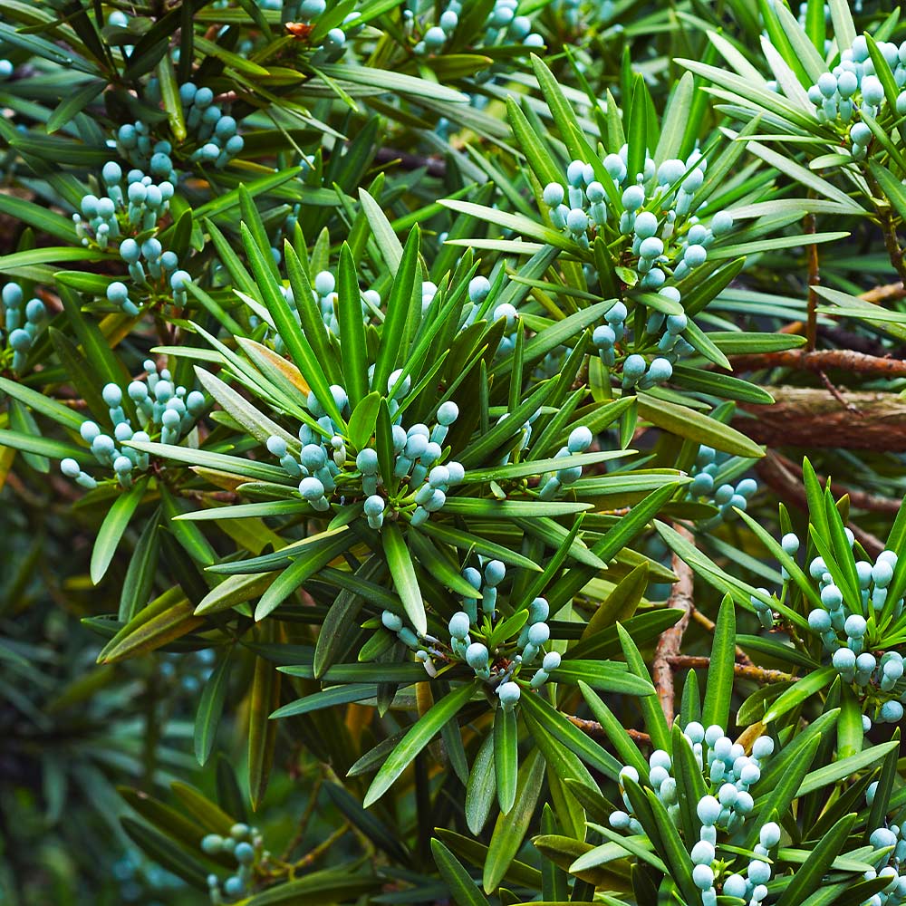 Yew Podocarpus - Image 3