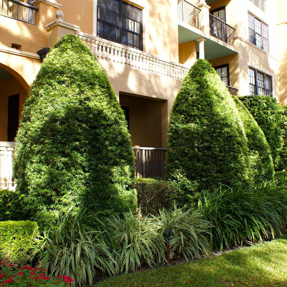 Yew Podocarpus - Image 4