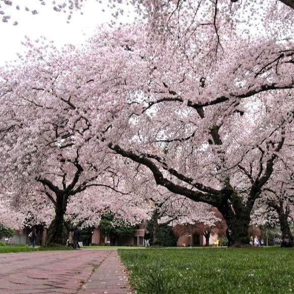 Yoshino Cherry Tree - Image 3