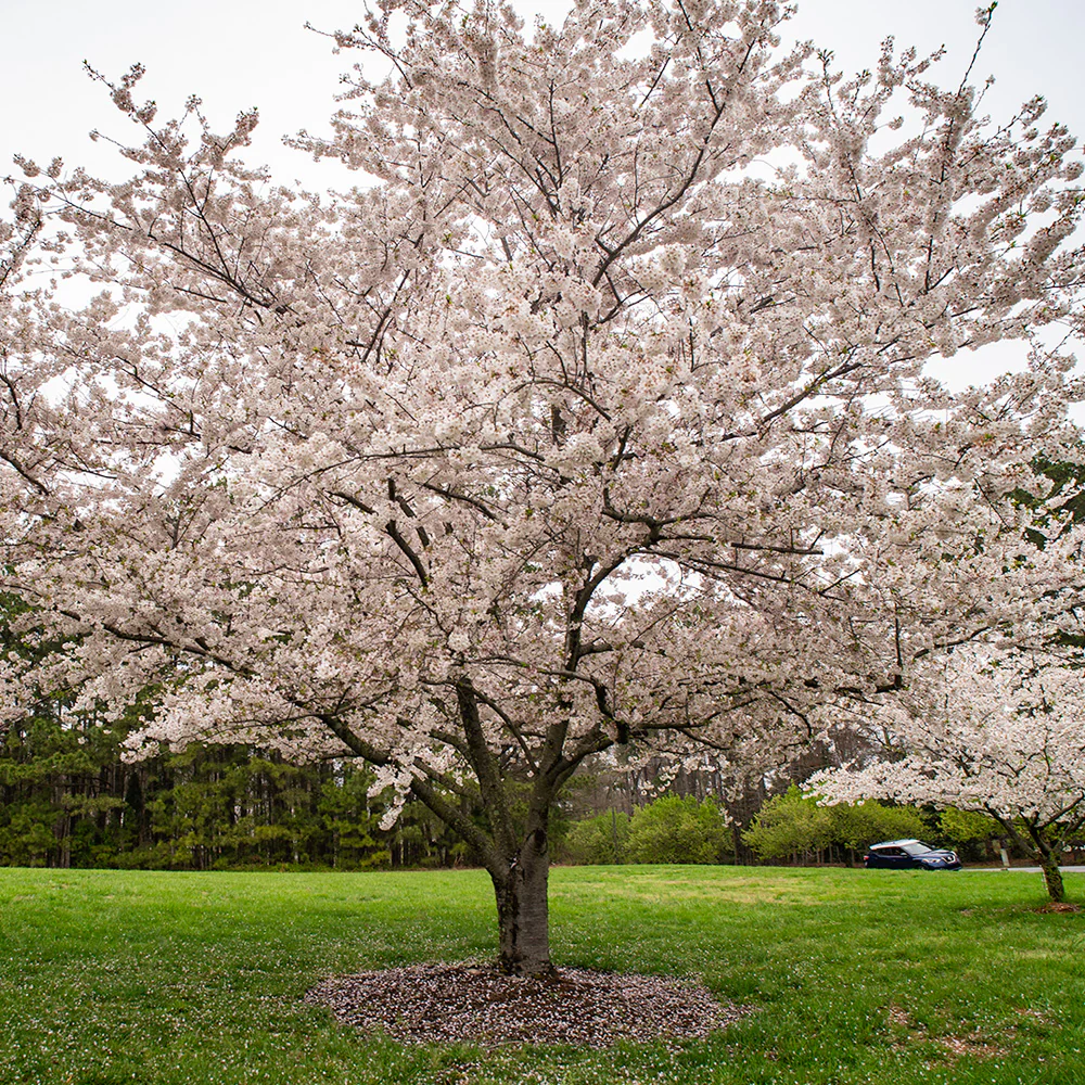 Yoshino Cherry Tree - Image 4
