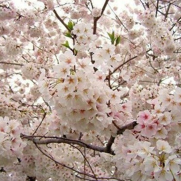 Yoshino Cherry Tree - Image 5