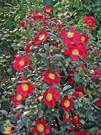 Yuletide Camellia - Image 3
