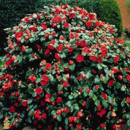 Yuletide Camellia - Image 4