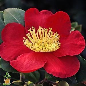 Yuletide Camellia - Image 5